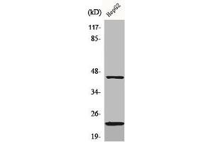 Western Blot analysis of HepG2 cells using CD83 Polyclonal Antibody (CD83 antibody  (Internal Region))