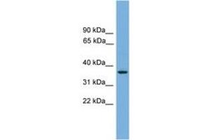 Image no. 1 for anti-G Protein-Coupled Receptor 27 (GPR27) (N-Term) antibody (ABIN6744839) (GPR27 antibody  (N-Term))