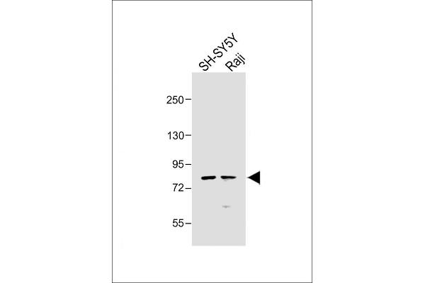PAK7 antibody  (AA 168-198)