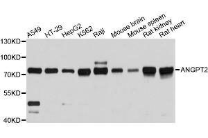 Western blot analysis of extracts of various cell lines, using ANGPT2 antibody (ABIN1870971) at 1:3000 dilution. (Angiopoietin 2 antibody)