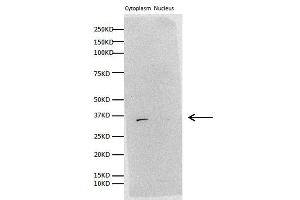WB Image Sample (30 ug of whole cell lysate) A: H1299 B: Hela 10% SDS PAGE antibody diluted at 1:1000