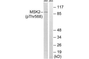 Western Blotting (WB) image for anti-Ribosomal Protein S6 Kinase A4 (RPS6KA4) (pThr568) antibody (ABIN1847629) (MSK2 antibody  (pThr568))