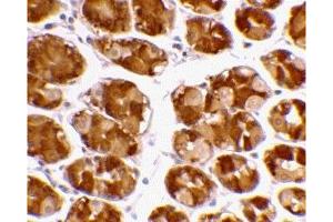 Immunohistochemistry (IHC) image for anti-Tripartite Motif Containing 5 (TRIM5) (Middle Region 1) antibody (ABIN1031194) (TRIM5 antibody  (Middle Region 1))