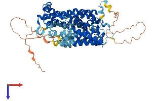 AlphaFold protein structure predicition of Human Recombinant SLC5A6 Protein, UniprotID Q9Y289 (SLC5A6 Protein (AA 1-635) (His tag))