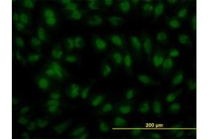 Image no. 4 for anti-Interferon Regulatory Factor 2 (IRF2) (AA 216-316) antibody (ABIN598766) (IRF2 antibody  (AA 216-316))