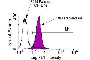 Flow Cytometry (FACS) image for anti-CD80 (CD80) antibody (FITC) (ABIN371005) (CD80 antibody  (FITC))