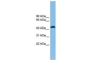 WB Suggested Anti-NODAL Antibody Titration: 0. (Nodal antibody  (Middle Region))