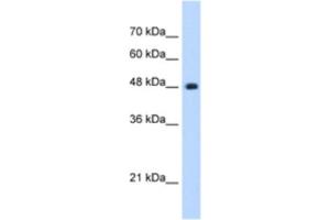 Western Blotting (WB) image for anti-Sad1 and UNC84 Domain Containing 2 (SUN2) antibody (ABIN2463047) (SUN2 antibody)