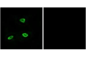 Immunofluorescence (IF) image for anti-Olfactory Receptor, Family 52, Subfamily N, Member 1 (OR52N1) (AA 269-318) antibody (ABIN2891128) (OR52N1 antibody  (AA 269-318))