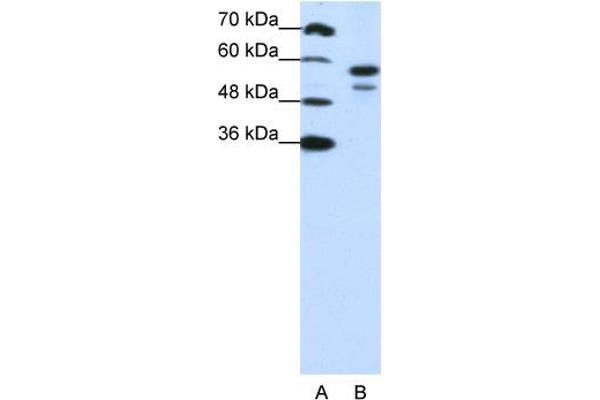 U2AF2 antibody  (N-Term)