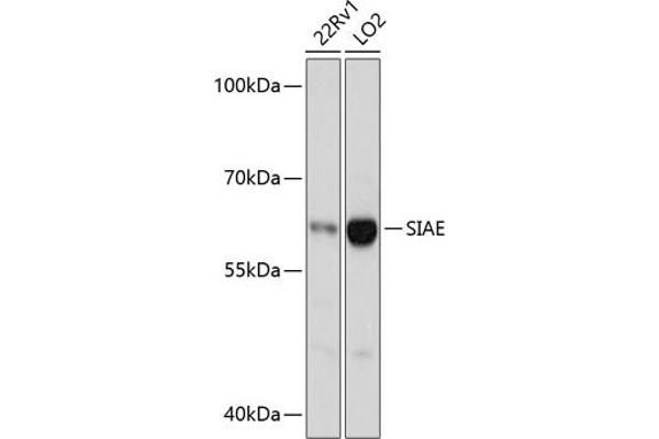 SIAE antibody  (AA 270-450)