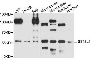 Western blot analysis of extract of various cells, using SS18L1 antibody.