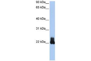 RHOD 抗体  (N-Term)
