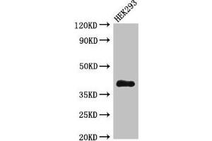 Western Blot Positive WB detected in: HEK293 whole cell lysate All lanes: DHRS13 antibody at 4 μg/mL Secondary Goat polyclonal to rabbit IgG at 1/50000 dilution Predicted band size: 41, 36, 33 kDa Observed band size: 41 kDa (DHRS13 antibody  (AA 1-327))