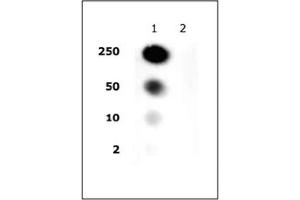 Histone H2A/H4 phospho Ser1 pAb tested by dot blot analysis. (Histone H2A, H4 (pSer1) antibody)