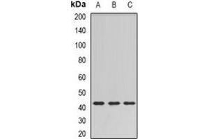Western blot analysis of SULT2B1 expression in HT29 (A), mouse brain (B), rat brain (C) whole cell lysates. (SULT2B1 antibody)