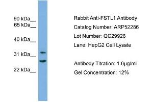 WB Suggested Anti-FSTL1  Antibody Titration: 0. (FSTL1 antibody  (C-Term))