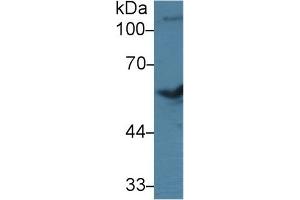 Detection of BMP7 in Bovine Cerebrum lysate using Polyclonal Antibody to Bone Morphogenetic Protein 7 (BMP7) (BMP7 antibody  (AA 123-393))