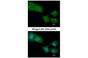 ICC/IF Image Immunofluorescence analysis of paraformaldehyde-fixed A549, using Rho GAP4, antibody at 1:200 dilution. (ARHGAP4 antibody  (N-Term))