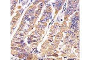 IHC analysis of FFPE mouse stomach section using Ror2 antibody; Ab was diluted at 1:25.