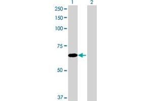 Western Blot analysis of EFHB expression in transfected 293T cell line by EFHB MaxPab polyclonal antibody. (EFHB antibody  (AA 1-669))