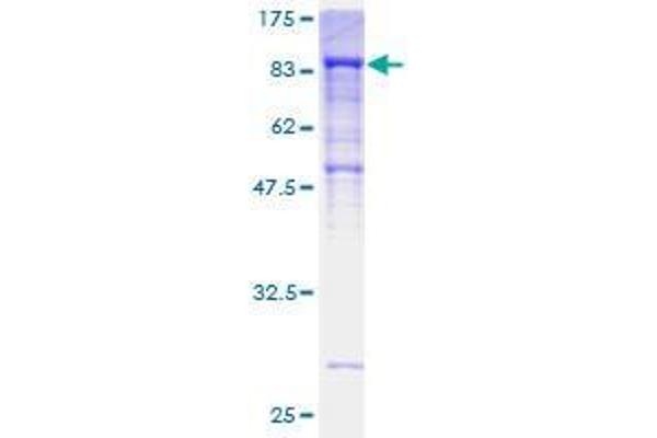 DNAI2 Protein (AA 1-593) (GST tag)