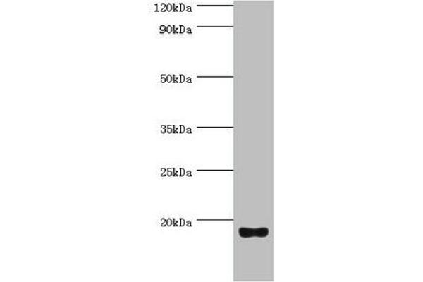 Urotensin 2 antibody  (AA 35-124)
