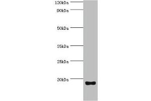 Western blot All lanes: Urotensin-2 antibody at 8 μg/mL + Rat brain tissue Secondary Goat polyclonal to rabbit IgG at 1/10000 dilution Predicted band size: 15, 17 kDa Observed band size: 15 kDa (Urotensin 2 antibody  (AA 35-124))