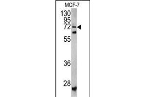 Western blot analysis of SCFD1 antibody (C-term) (ABIN390619 and ABIN2840927) in MCF-7 cell line lysates (35 μg/lane). (SCFD1 antibody  (C-Term))