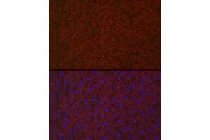 Immunofluorescence analysis of rat liver cells using LRG1 Rabbit pAb (ABIN6130528, ABIN6143317, ABIN6143318 and ABIN6223826) at dilution of 1:100 (40x lens). (LRG1 antibody  (AA 36-347))