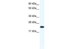 CITED4 antibody (20R-1141) used at 0. (CITED4 antibody  (N-Term))