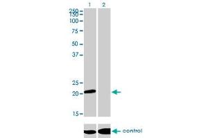 ATF3 antibody  (AA 1-181)