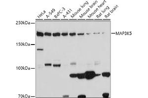 Western blot analysis of extracts of various cell lines, using MK5 antibody (ABIN6134226, ABIN6143499, ABIN6143501 and ABIN6216092) at 1:1000 dilution. (ASK1 antibody  (C-Term))