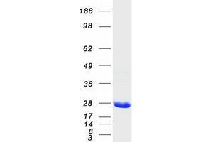 Validation with Western Blot (HSD17B10 Protein (Transcript Variant 1) (Myc-DYKDDDDK Tag))