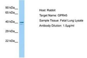 Image no. 1 for anti-G Protein-Coupled Receptor 45 (GPR45) (N-Term) antibody (ABIN6750186) (GPR45 antibody  (N-Term))