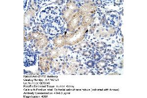 Human kidney (ZFP57 antibody  (N-Term))