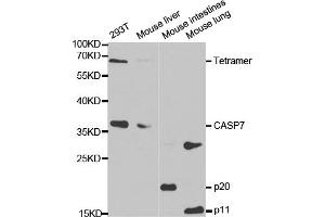 Western blot analysis of extracts of various cell lines, using CASP7 antibody.