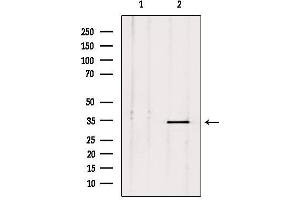 Western blot analysis of extracts from mouse brain, using PLSCR2 Antibody. (PLSCR2 antibody  (Internal Region))