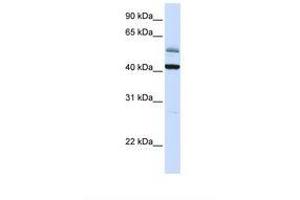 Image no. 1 for anti-Armadillo Repeat Containing, X-Linked 1 (ARMCX1) (C-Term) antibody (ABIN6738330) (ARMCX1 antibody  (C-Term))
