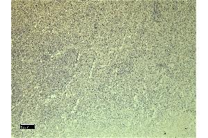 (ABIN5539670) Negative Control showing staining of paraffin embedded Human Spleen, with no primary antibody. (C5AR1 antibody  (C-Term))