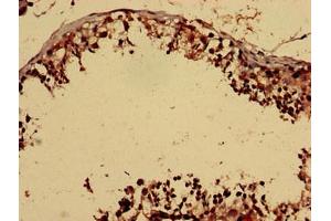 Immunohistochemistry analysis of human testis tissue using ABIN7153092 at dilution of 1:100