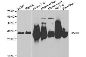 Western blot analysis of extracts of various cell lines, using HAGH antibody. (HAGH antibody)