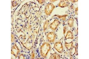 Immunohistochemistry of paraffin-embedded human kidney tissue using ABIN7165645 at dilution of 1:100 (IMPACT antibody  (AA 41-320))