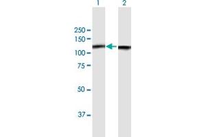 Western Blot analysis of NCL expression in transfected 293T cell line by NCL MaxPab polyclonal antibody. (Nucleolin antibody  (AA 1-710))