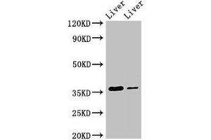 GRHPR antibody  (AA 1-328)