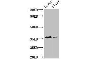 Western Blot Positive WB detected in: Rat liver tissue, Mouse liver tissue All lanes: GRHPR antibody at 3. (GRHPR antibody  (AA 1-328))