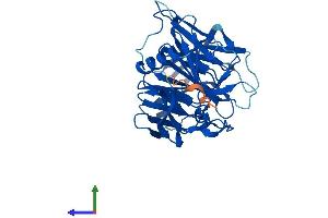 AlphaFold protein structure predicition of Human Recombinant KLHDC9 Protein, UniprotID Q8NEP7