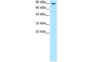 WB Suggested Anti-MYBL2 Antibody Titration:  0.