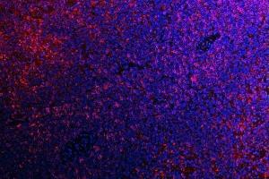 IF analysis of ATG14L using anti-ATG14L antibody (ABIN3043721).