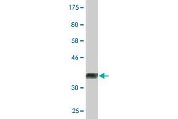 ALDH9A1 antibody  (AA 173-270)